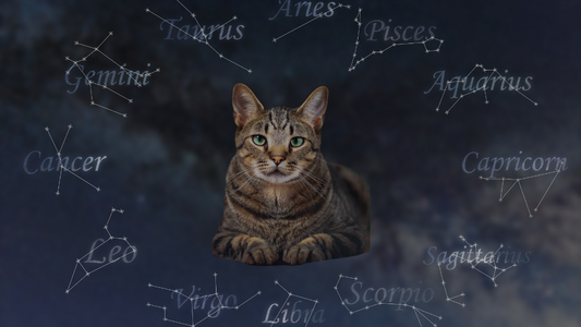 PetOne: PetShop Online - astrologia felina