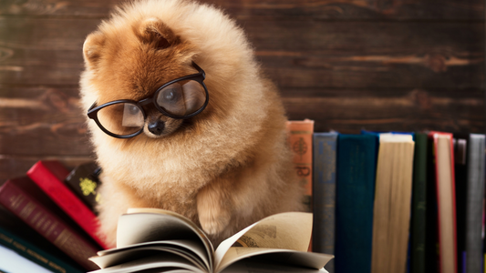PetOne: PetShop Online - caini