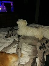 3232 PetOne: PetShop Online - poze,poze amuzante cu animale,poze dragute,poze cu animale haioase,animale haioase