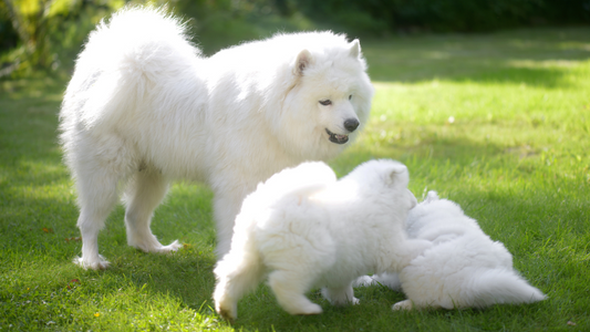 PetOne: PetShop Online - catei