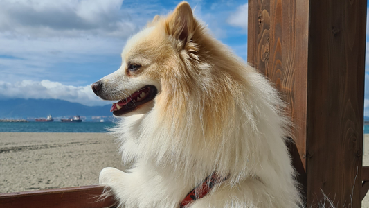 PetOne: PetShop Online - Poezii despre animale