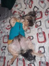 434 PetOne: PetShop Online - poze,poze amuzante cu animale,poze dragute,poze cu animale haioase,animale haioase