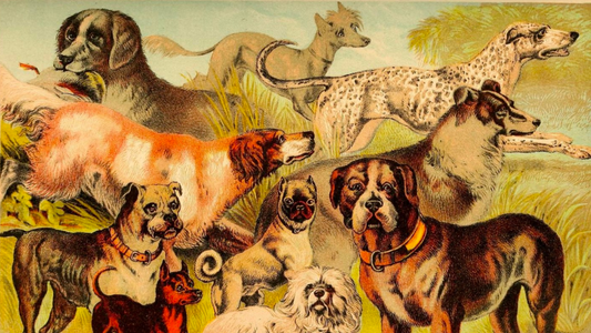 PetOne: PetShop Online - caine