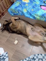 555 PetOne: PetShop Online - poze,poze amuzante cu animale,poze dragute,poze cu animale haioase,animale haioase