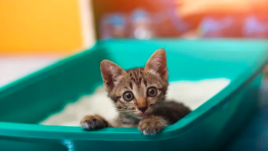 PetOne: PetShop Online - cum să îți înveți pisica să folosească litiera,dresaj litieră pisică,antrenament litieră pisică,cum obișnuiești pisica la litieră,de ce pisica face pe lângă litieră