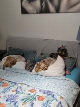 77 PetOne: PetShop Online - poze,poze amuzante cu animale,poze dragute,poze cu animale haioase,animale haioase