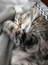 777 PetOne: PetShop Online - poze,poze amuzante cu animale,poze dragute,poze cu animale haioase,animale haioase