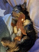 88 PetOne: PetShop Online - poze,poze amuzante cu animale,poze dragute,poze cu animale haioase,animale haioase