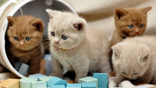 PetOne: PetShop Online - mai multe pisici