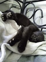 999 PetOne: PetShop Online - poze,poze amuzante cu animale,poze dragute,poze cu animale haioase,animale haioase