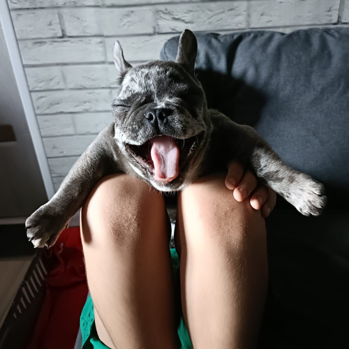 PetOne: PetShop Online - poze,poze amuzante cu animale,poze dragute,poze cu animale haioase,animale haioase