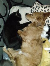 art1 PetOne: PetShop Online - poze,poze amuzante cu animale,poze dragute,poze cu animale haioase,animale haioase