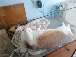 art4 PetOne: PetShop Online - poze,poze amuzante cu animale,poze dragute,poze cu animale haioase,animale haioase