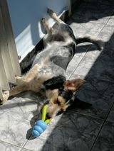art6 PetOne: PetShop Online - poze,poze amuzante cu animale,poze dragute,poze cu animale haioase,animale haioase