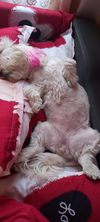art7 PetOne: PetShop Online - poze,poze amuzante cu animale,poze dragute,poze cu animale haioase,animale haioase