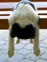art8 PetOne: PetShop Online - poze,poze amuzante cu animale,poze dragute,poze cu animale haioase,animale haioase