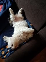 smart PetOne: PetShop Online - poze,poze amuzante cu animale,poze dragute,poze cu animale haioase,animale haioase