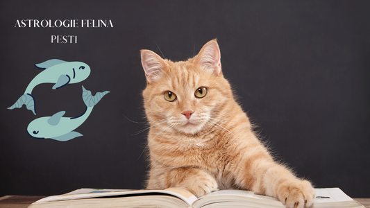 PetOne: PetShop Online - pisica zodia pesti,astrologie,astrologie felina,felina,zodiac,zodia pesti
