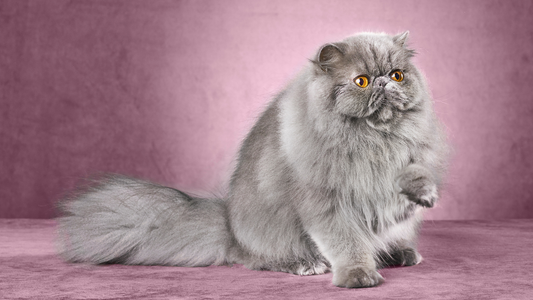 PetOne: PetShop Online - pisica persana