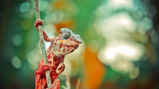 PetOne: PetShop Online - Reptilele ca animale de companie,reptile,hrana reptile