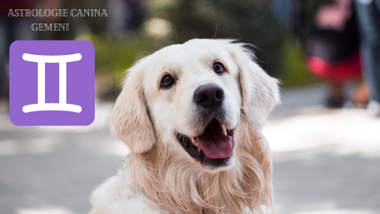 caini in zodia gemeni, zodiac, horoscop canin, dogstrology