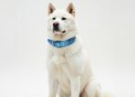 zgarda piele caini talie mare akita inu