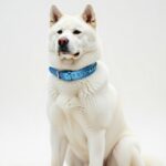 zgarda piele caini talie mare akita inu