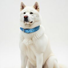 zgarda piele caini talie mare akita inu