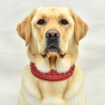 (POC) Zgarda XL Rosie by PetOne Couture, din Piele Naturala cu Cristale Premium A pentru Caini talie mare