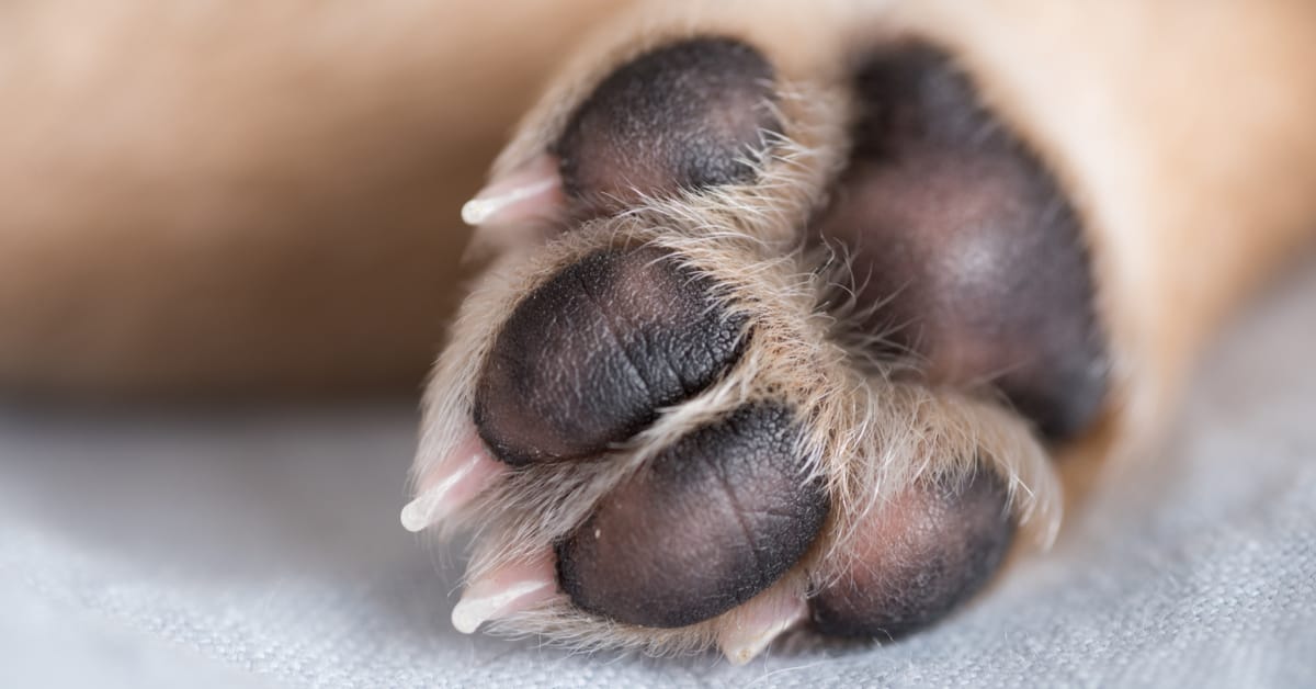 PetOne: PetShop Online - caini,gheare caini,petone