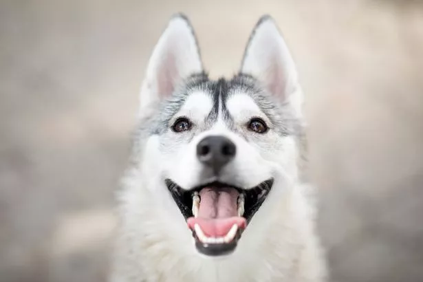 husky