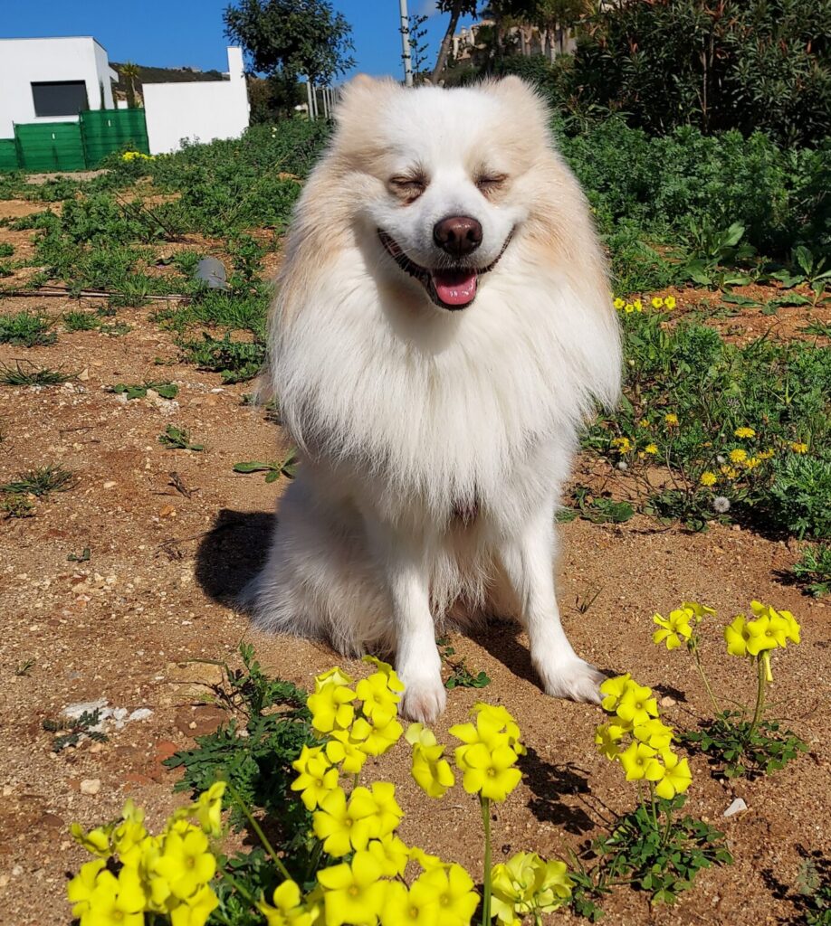 PetOne: PetShop Online - caini
