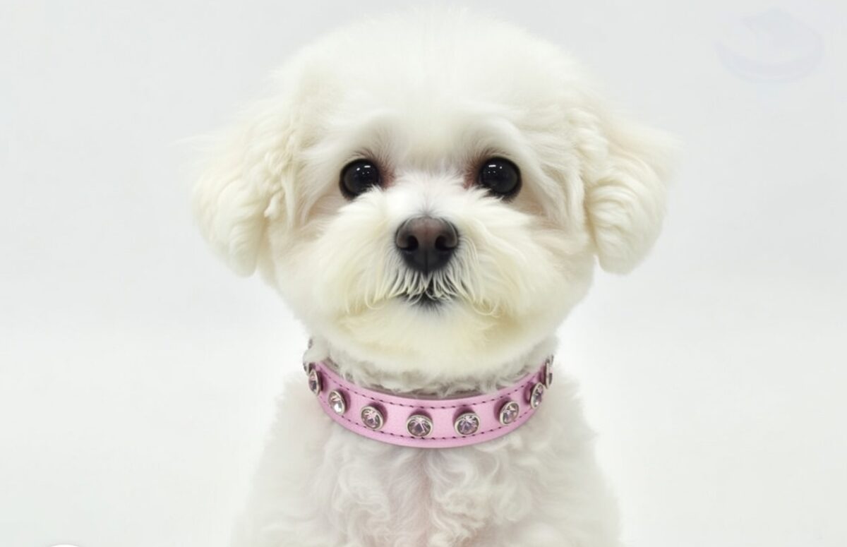 zgarda piele caini bichon