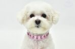 zgarda piele caini bichon
