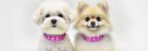 zgarda piele caini bichon