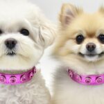 zgarda piele caini bichon