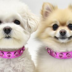 zgarda piele caini bichon