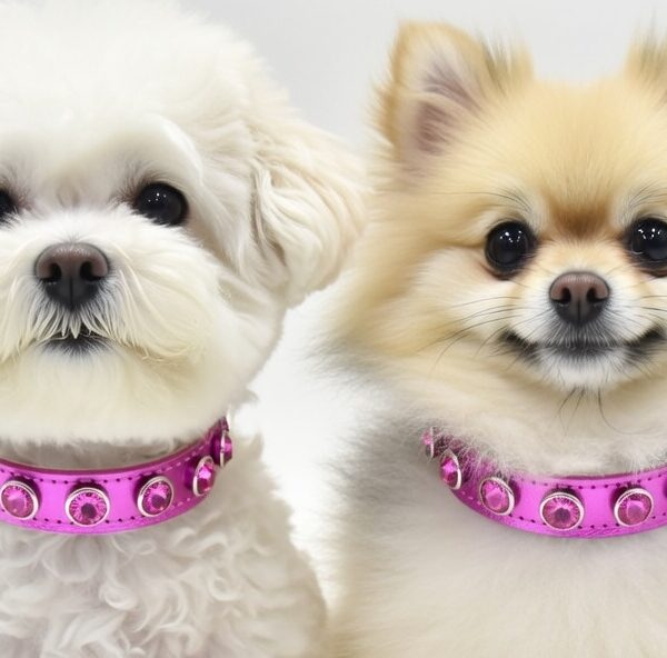 zgarda piele caini bichon