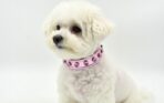 zgarda piele caini bichon