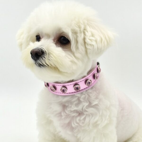 zgarda piele caini bichon