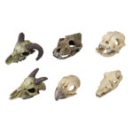 Decor Mini Craniu Aqua Della pentru Acvariu, 7-10 cm, Diverse Modele