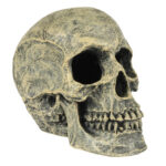 Ornament Craniu Realist Aqua Della pentru Acvarii - 16x10.5x13.2 cm