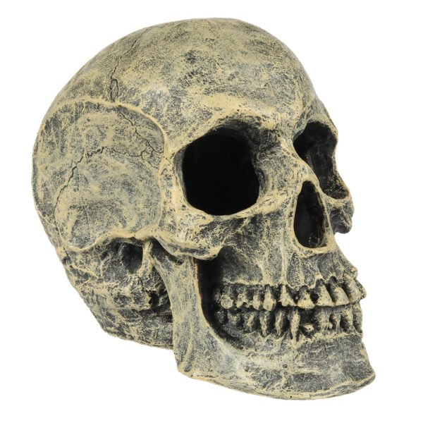 Ornament Craniu Realist Aqua Della pentru Acvarii - 16x10.5x13.2 cm