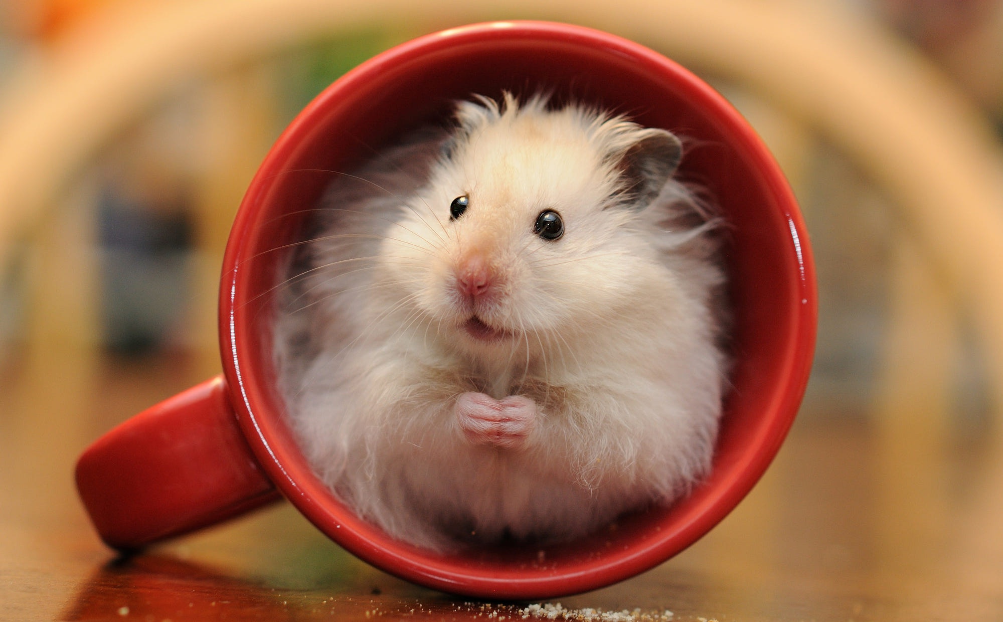 hamster blog, mituri comune despre hamsteri