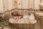 Scara cu Hranitor pentru Rozătoare Trixie din Lemn - 27x7 cm - imagine 2