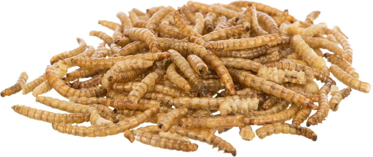 Gustare proteică Trixie pentru animale - Viermi de Faină 200 g - imagine 2