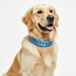 (POC) Zgarda XL Bleu by PetOne Couture, din Piele Naturala cu Cristale Premium A pentru Caini talie mare