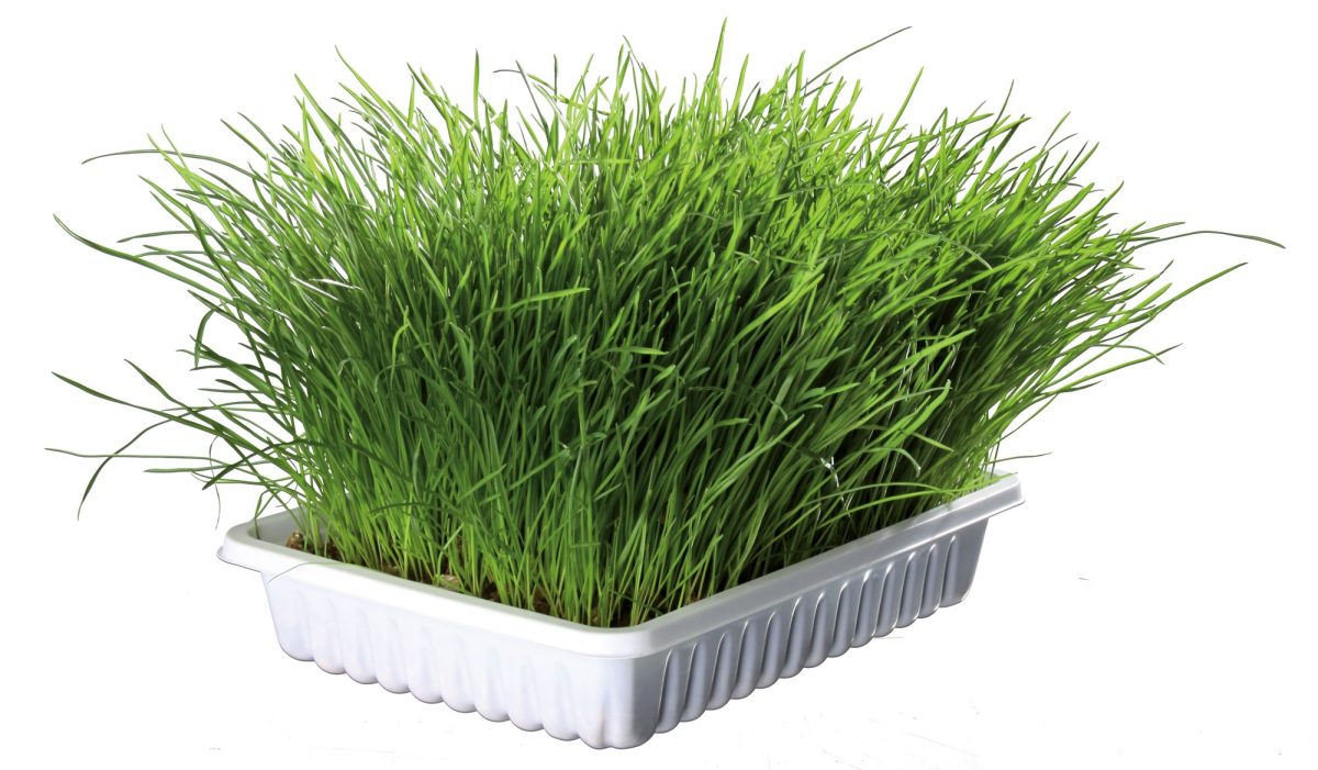 Iarba pentru Pisici Trixie în Castron Plastic, 100g - Ajutor Digestiv - imagine 2