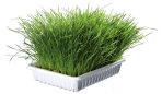Iarba Trixie pentru Pisici, Rezervă 100g - imagine 2